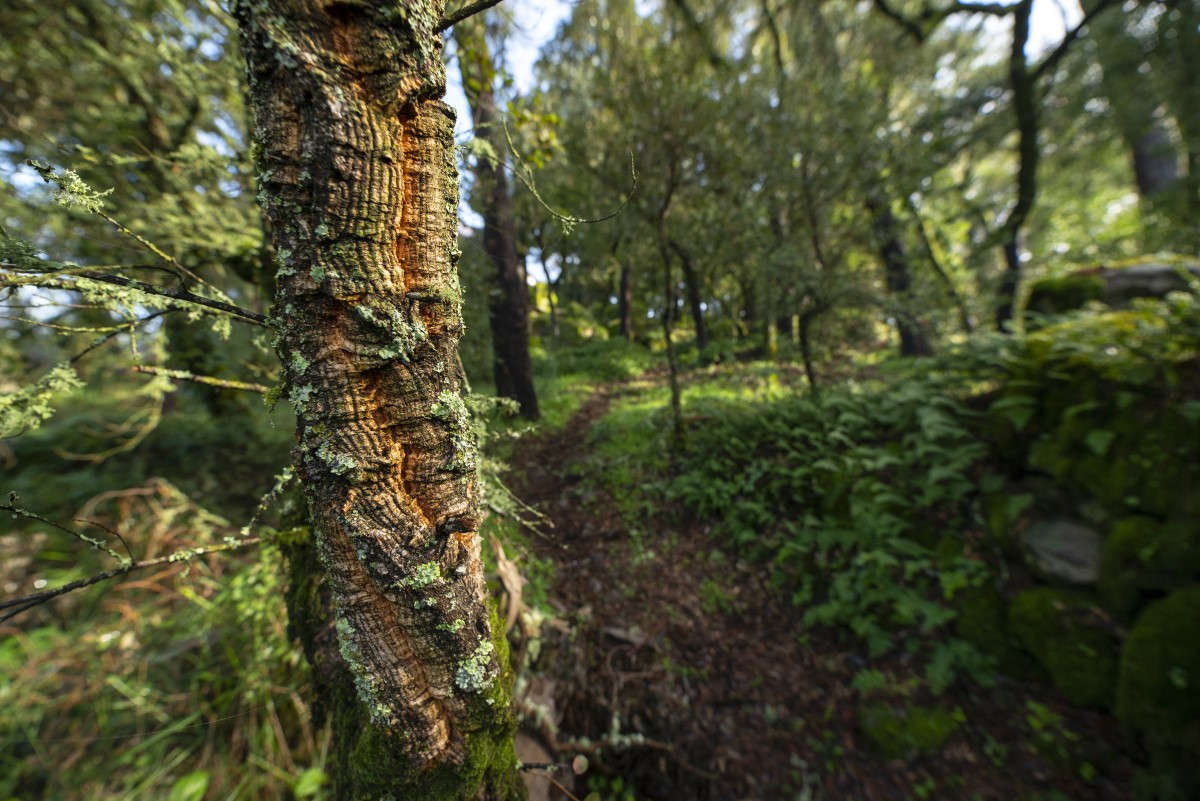 Bosque de Sobreiros.jpg