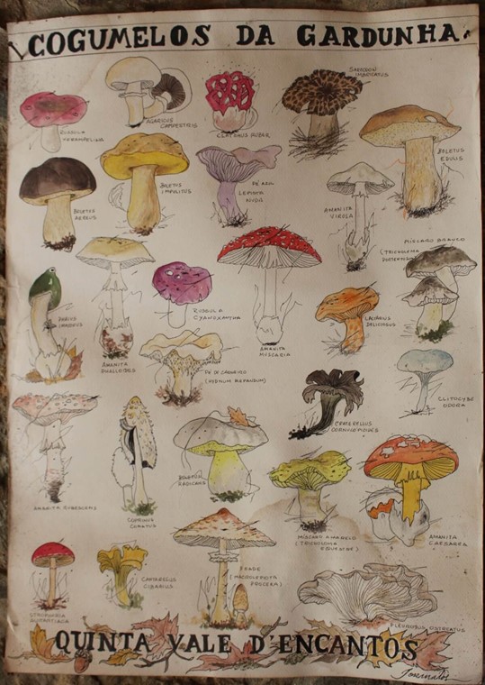 Cogumelos da Gardunha ilustrados por José Matos