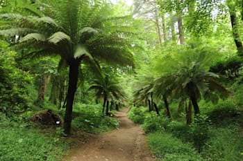 Vale dos Fetos, um dos muitos jardins da Mata Nacional do Bussaco.