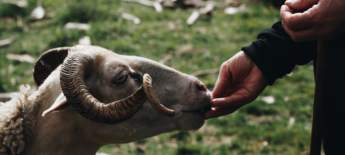 Ovelha a ser alimentada pela pastora na Serra da Estrela