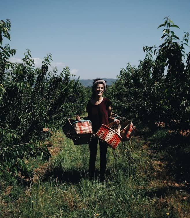 mulher com cestos na mão na apanha da cereja em Alpedrinha, Fundão