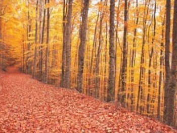 bosque de faias no outono