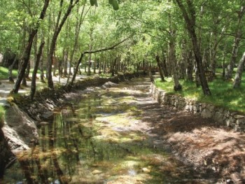 leito de rio a correr entre as árvores de um bosque