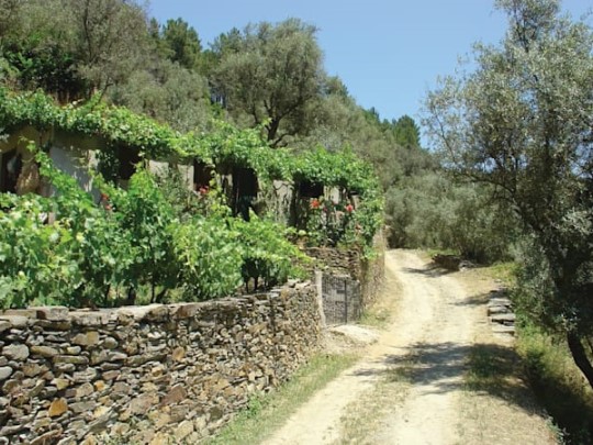 estrada de terra ladeada por muros de pedra