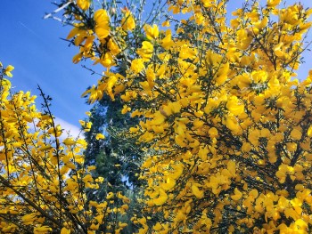 giesta amarela em flor