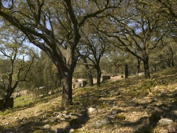 bosque de carvalhos cerquinho