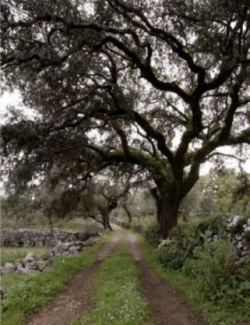 caminho de terra por entre muros e carvalhos cerquinho