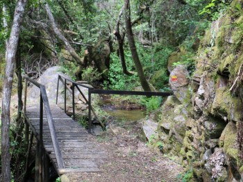 ponte de madeira num caminho pedestre florestal