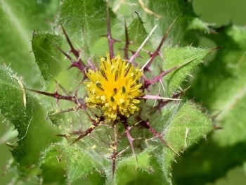 flor de cardo santo