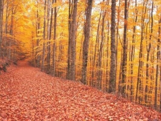estrada num bosque de faias em pleno outono