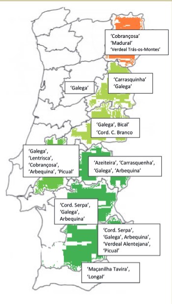 Distribuição geográfica das variedades de oliveira em Portugal.