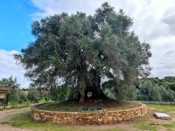 olivera do mouchão, com 3350 anos, é a árvore mais velha de portugal