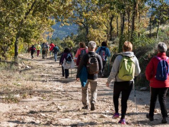 pessoas a caminhar numa estrada de terra ladeada por castanheiros