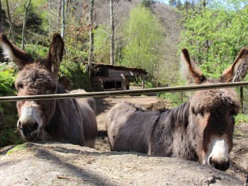burros numa propriedade serrana no vale do rio mondego