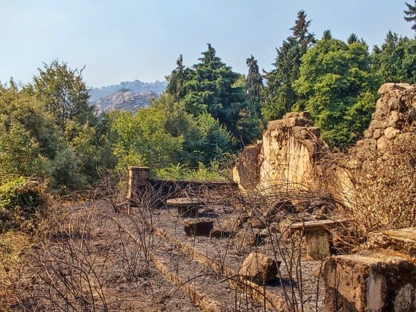 ruínas numa floresta após um incêndio