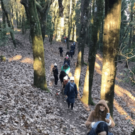 pessoas a caminhar num bosque