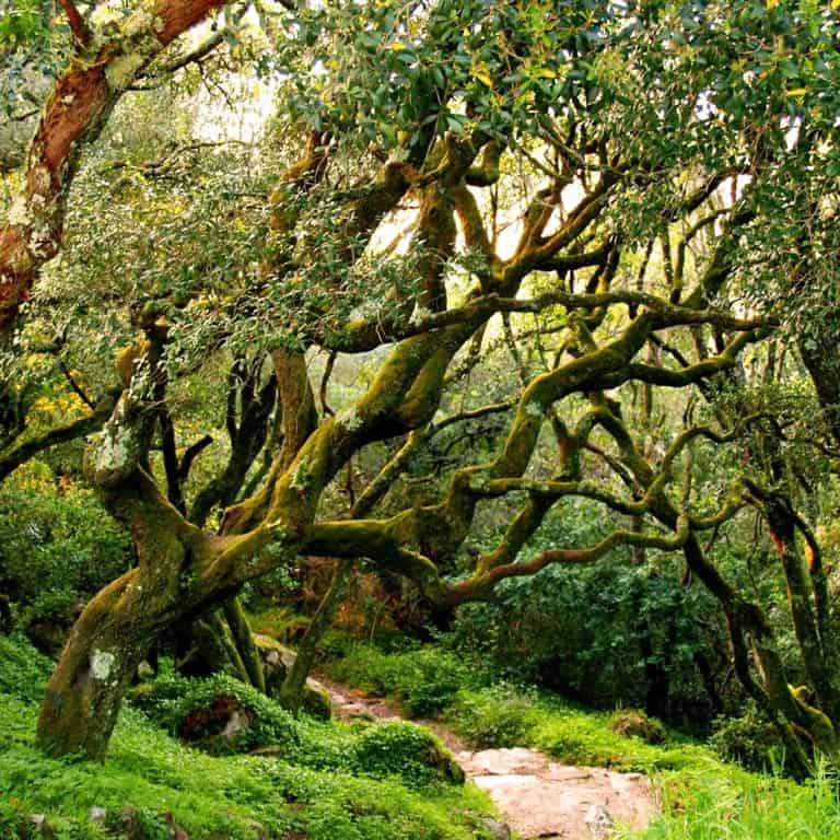Floresta relíquia, Mata do Bussaco - Mealhada.